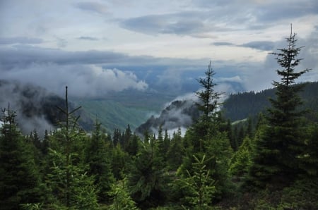 Beautiful Mountain View - forest, evergreen, photo, sky, clouds, photography, fog, trees, nature, mountain, bulgaria