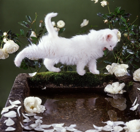 white kitty by birdbath