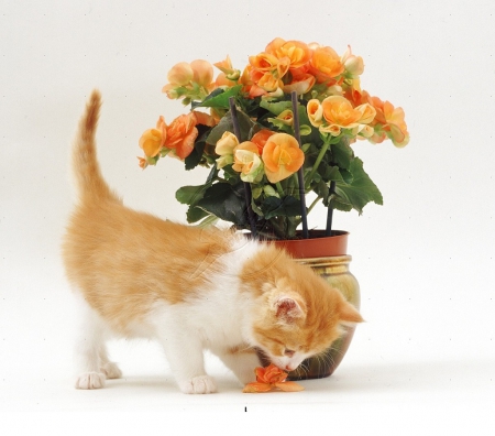 cute kitty and flowers - animals, cats, kitty, flowers, still life