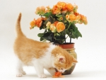 cute kitty and flowers