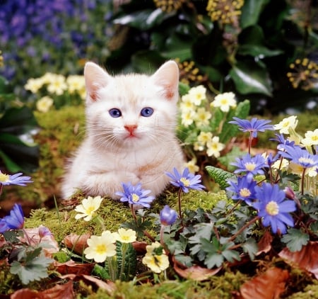 Burmese kitten among woodland flowers - cats, animals, kitten, flowers, spring