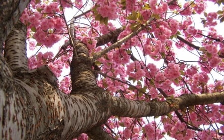 Cherry Blossoms - flower, pink, spring, sakura, tree, nature