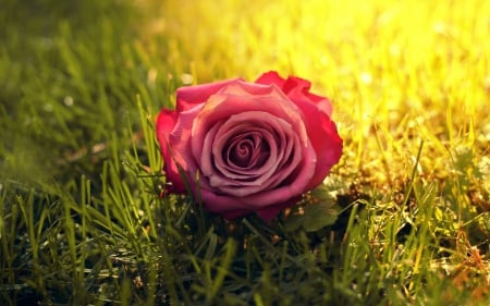 I miss you - rose, grass, yellow, love