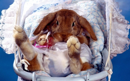 Easter Bunny - dressed, bed, pacifier, lovely, cushion