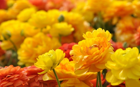 Beautiful flowers in the field - flowers, field, orange, yellow