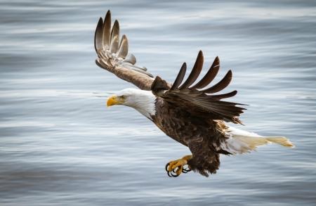 Eagle Landing - bald eagle, stopping, wings, water, raptor