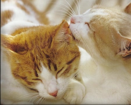 Cats - kissing, paws, cute, cats