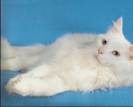 White cat - fluffly, white, feline, cute, paws, cat