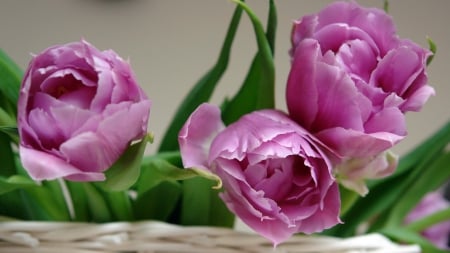 Spring Loveliness - basket, tulips, grace, lavender, purple, green, spring