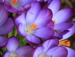 Beautiful Crocus Flowers!