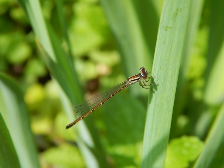 So Pretty Dragonfly