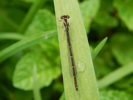 Dragonfly So Cute - pretty, nature, bugs, dragonfly