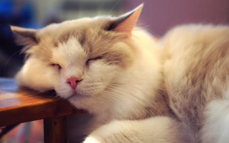 Time to sleep - cat, animals, cute, pet