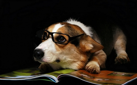 Cute dog - cute, dog, animals, book