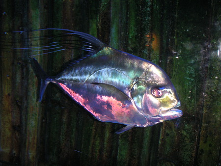 Fish - fish, nature, marine, aquarium