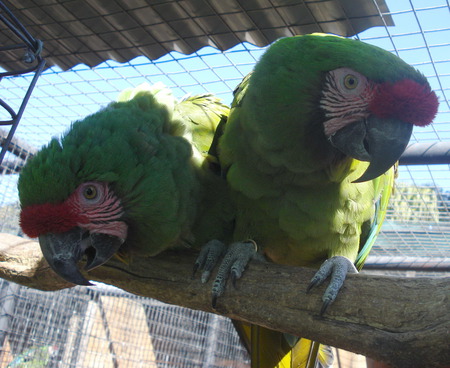 Parrot - pet, bird, parrot