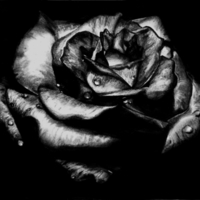 Black Rose