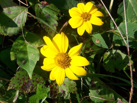 wildflowers - flowers, yellow