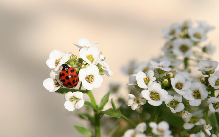 Ladybug - flowers, ladybugs