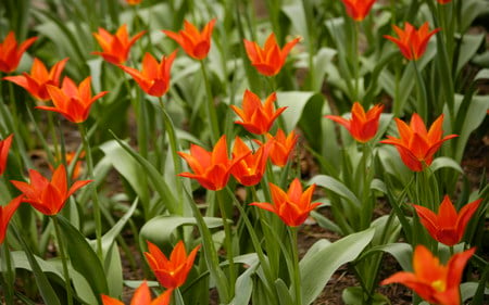 Orange flowers - nature, flowers