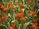 Orange flowers