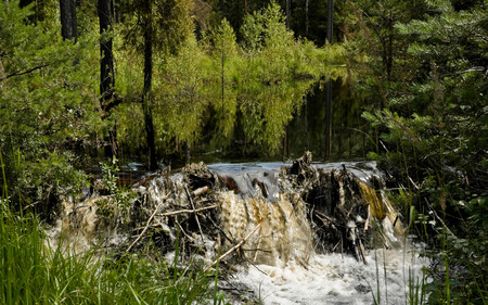 The beaver pond - nature, falls