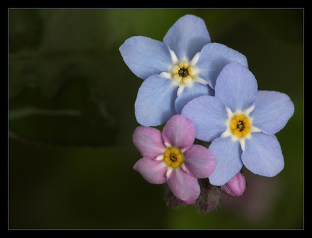 Flowers - nature, flowers