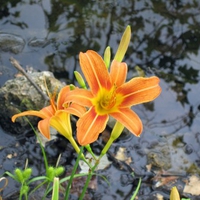 Orange flowers