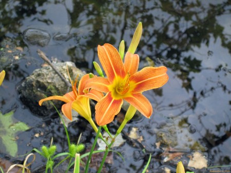 Orange flowers - nature, flowers