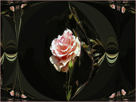 Apricot rose - roses, 3d