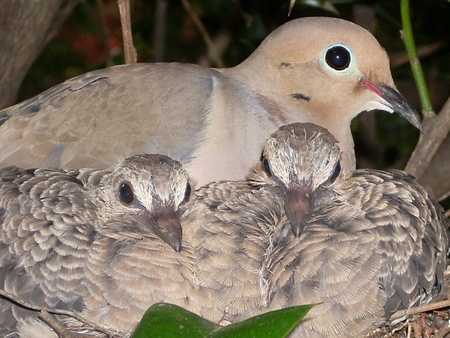 Dove Family - nest, tree, doves