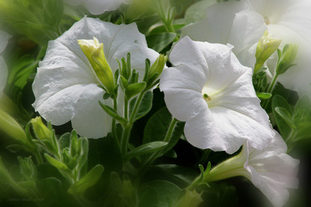 White flowers - white, flowers