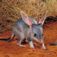 Cute Bilby