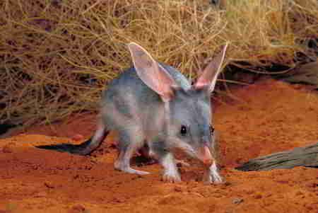 Cute Bilby - dry grass, dessert, log, bilby