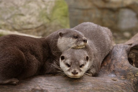 Snuggly Otters - otters, tree, snuggly