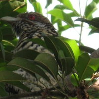 Cuckoo Bird