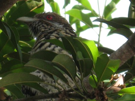 Cuckoo Bird - cuckoo bird, tree