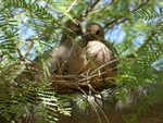 Baby Doves