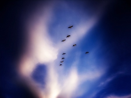 Flying South - flying, sky, geese, birds