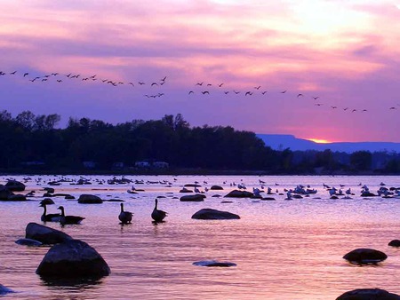 Canada Geese - trees, sunset, geese flying, lake, rocks