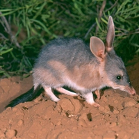 Alice Springs Bilby