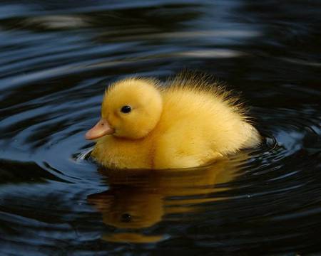 Lone Duckling - swimming duckling, picture, lake, duckling, duck, in water, cute