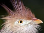 Cuckoo closeup