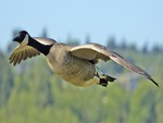 Canada Goose Flight