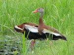 Black Bellied Whistling Duck