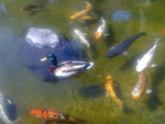 Duck in Koi Pond