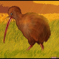 Kiwi Bird