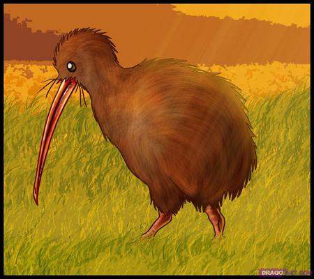 Kiwi Bird - art, kiwi bird