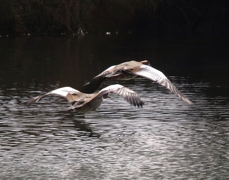 Egyptian Geese - 2 geese, pond, take off