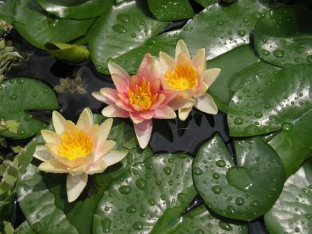 Water Lily - pond, lilipads, water lily